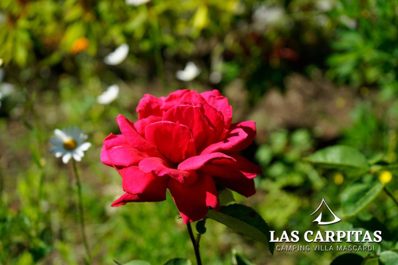 Las Carpitas Villa Mascardi Esterno foto